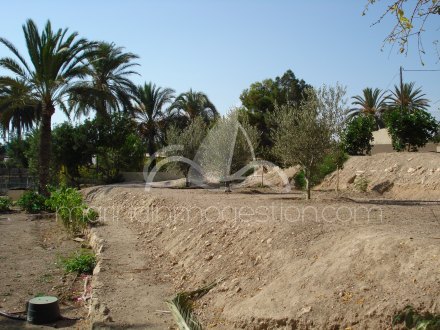 Finca, Situado en Elche Alicante 17