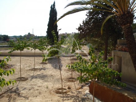 Finca, Situado en Elche Alicante 16