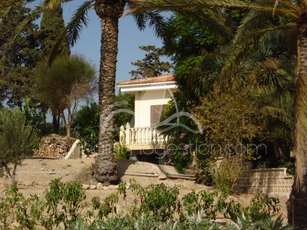 Finca, Situado en Elche Alicante 21