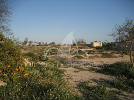 Finca, Situado en Elche Alicante 21