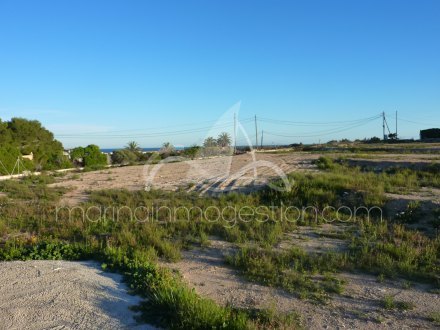 Terreno, Situado en Elche Alicante 3