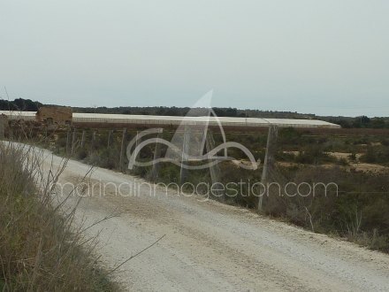 Terreno, Situado en Elche Alicante 5