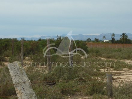 Terreno, Situado en Elche Alicante 2