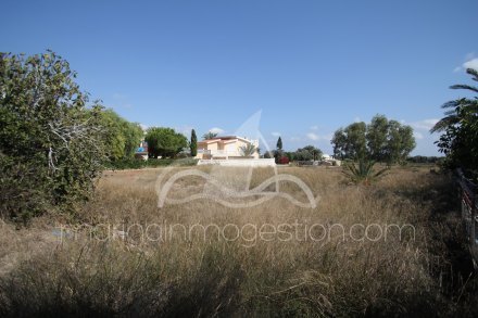 Terreno, Situado en Elche Alicante 3