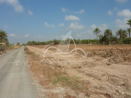 Terreno, Situado en Elche Alicante 8