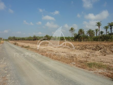 Terreno, Situado en Elche Alicante 2