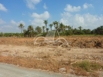 Terreno, Situado en Elche Alicante 1