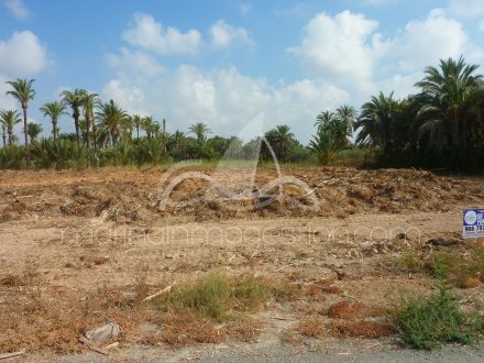 Terreno, Situado en Elche Alicante 9