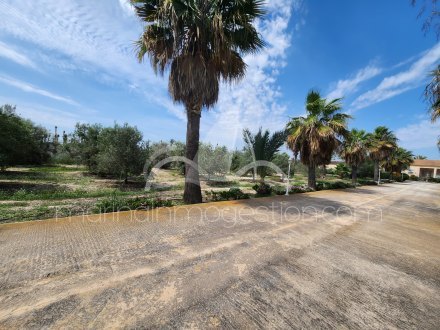 Finca, Situado en Elche Alicante 4