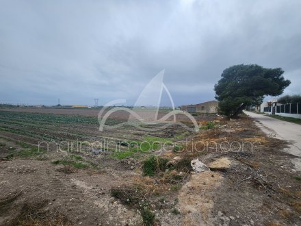 Finca, Situado en San Fulgencio Alicante 4