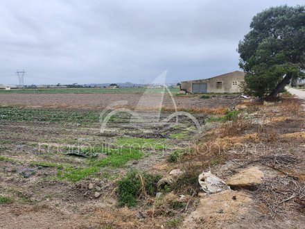 Terreno, Situado en San Fulgencio Alicante 2