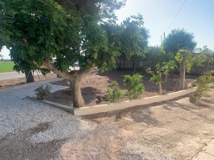 Finca, Situado en Dolores Alicante 4