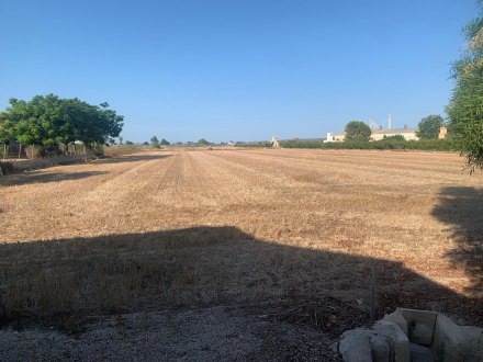 Finca, Situado en Dolores Alicante 12